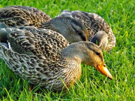 ducks - green, ducks, brown, feathers