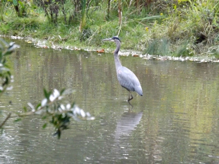 blue heron - water, blue heron, bird, blue