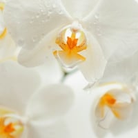 White orchids