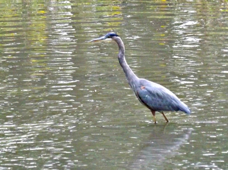 blue heron - water, blue heron, bird, blue