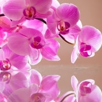 Orchids