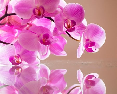 Orchids - orchids, flowers, petals, pink