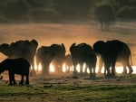 Elephants