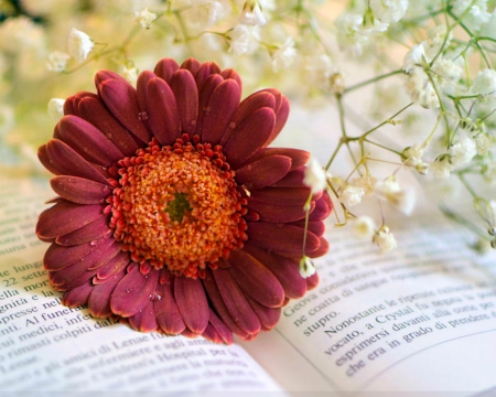 Gerbera - flower, petals, gerbera, book