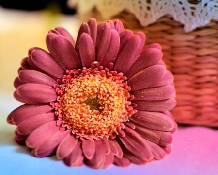 Gerbera - flower, petals, gerbera, bloom