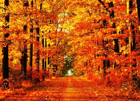 Autumn Path - leaves, color, forest, trees