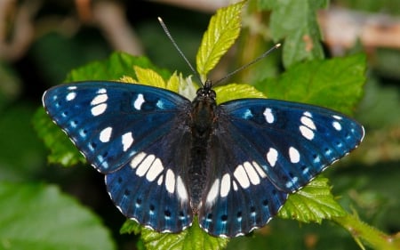 Butterfly - insect, Butter, animal, fly