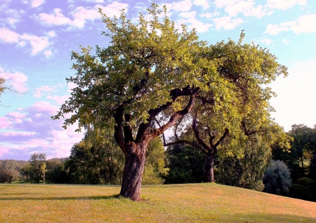 Morning in hill of Dainas - summer, art, trees, history