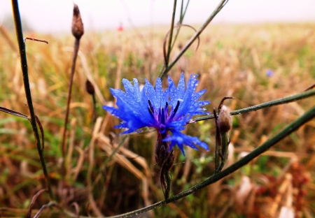 Last autumn flower. - nature, fields, autumn, landscape, flowers