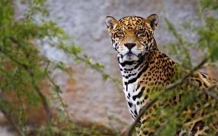 Jaguar - junge, forest, animal, jaguar