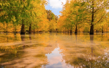 *** AUTUMN...red and yellow foliage *** - red, foliage, river, yellow, nature, autumn