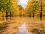 *** AUTUMN...red and yellow foliage ***