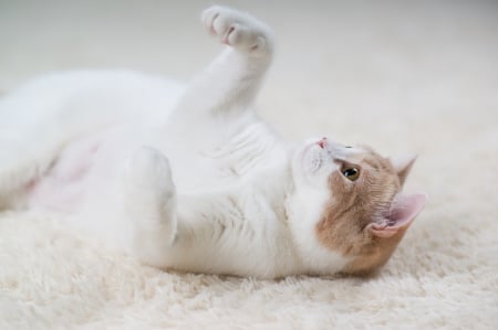 *** Cat plays on carpet *** - plaing, animla, cat, animals, cats