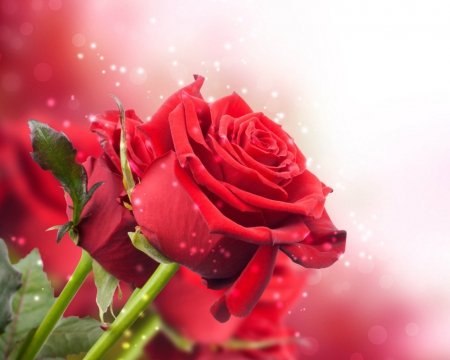 Red roses - flowers, red, petals, rose