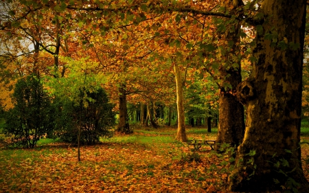 *** AUTUMN *** - foliage, yellow, trees, nature, autumn