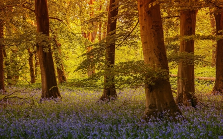 *** AUTUMN IN FOREST *** - forest, trees, nature, autumn