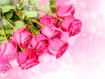 Pink roses