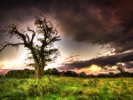 *** A lonely tree and SUNSET ***