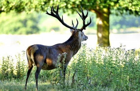 *** DEER *** - forest, animal, animals, trees, deer