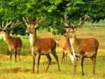 *** DEER IN GRAZING ***