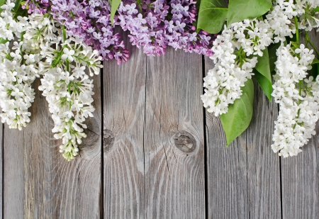 *** LILACS *** - LILACS, NATURE, FLOWER, FLOWERS