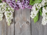 *** LILACS ***