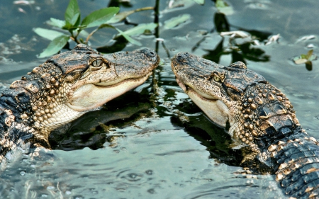 *** Crocodiles *** - animal, animals, water, nature, crocodiles