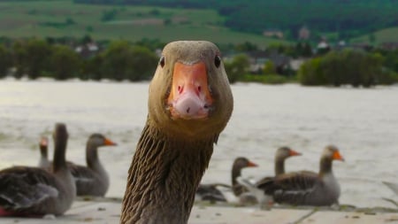 You Looking At Me? - animal, nature, duck, bird