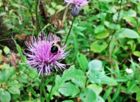 Buzzing Nature - bee on a flower, bees, flowers, yellowjacket, buzzing nature