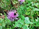 Buzzing Nature