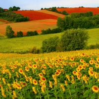 Sunflowers field