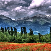 poppy fields