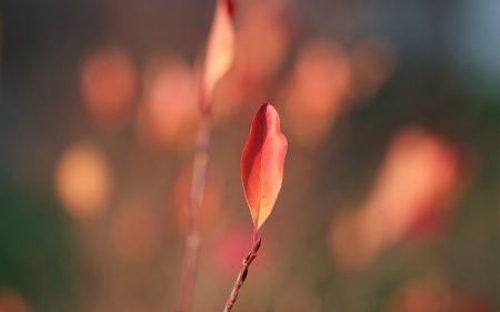 Leaf - leaf, flower, tree, nature