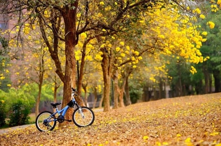 Is Autumn - parc, plimbare, relaxare, bicicleta