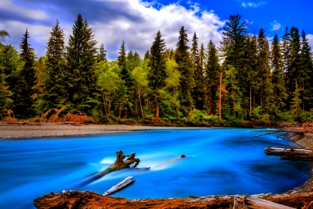 HOH RIVER,Olympic National Park, WA. - trees, popular, wallpaper, washington, nature, olympia national forest, river hoh, rivers, usa, landscapes