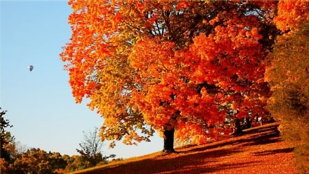 the beauty of autumn - red, orange, colors, autumn