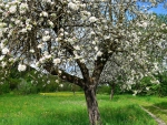 lovely blooming apple tree