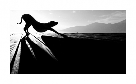 r e l a x - white, nature, silhouette, dog, photography, bw, black, relax