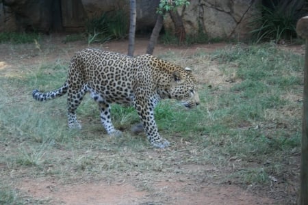 leapord walking - leapord, walking, animals, zoo