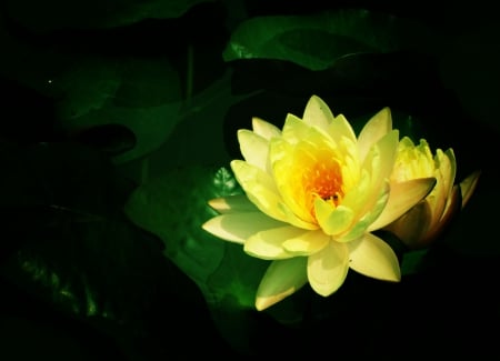 Yellow Lotus - beauty, lotus, yellow, buddhist