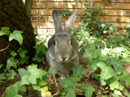 bunny in ivy - vy, rabbit, garden, bunny