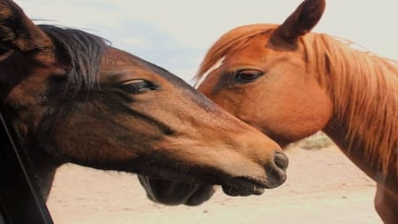 Wild Horse Pair - love, wild horses, nature, horse