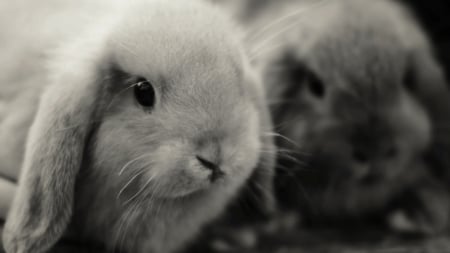 black and white bunnies - rabbits, white, black, bunnies