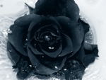 black rose