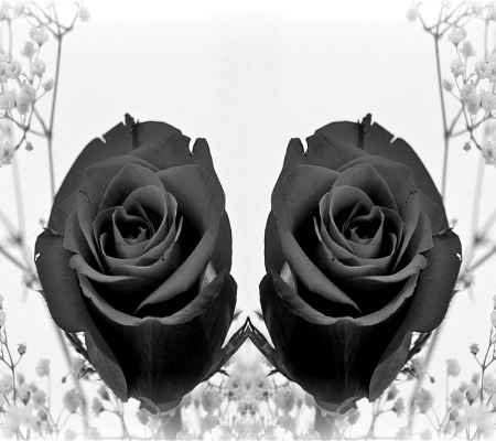 black roses - snow, wallpaper, desktop, black rose, flower