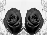 black roses