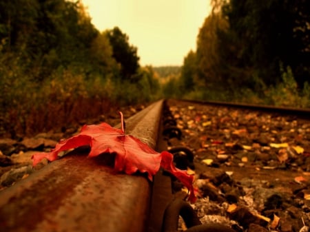 leaf - autum, railroad, leafe, oranje