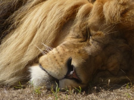 sleepie lion - lion, sleep, up close, brown