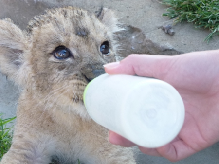 feeding cub - milk, lion, cub, feeding