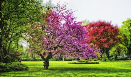 NEW BEGIN - trees, plums, landscape, spring, grass, colors, pink, red, green, garden